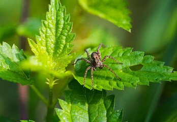 Brown little spider on a nettle leaf.
