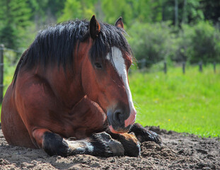 Portrait of a brown colored Clydesdale horse relaxing in the cool sand in the back pasture