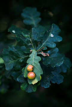 Cynips quercusfolii - balls on oak leaves.