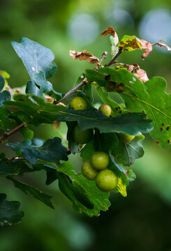 Cynips quercusfolii - balls on oak leaves.