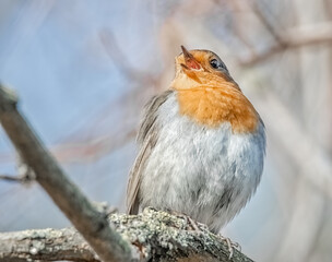 Singendes Rotkehlchen im Baum