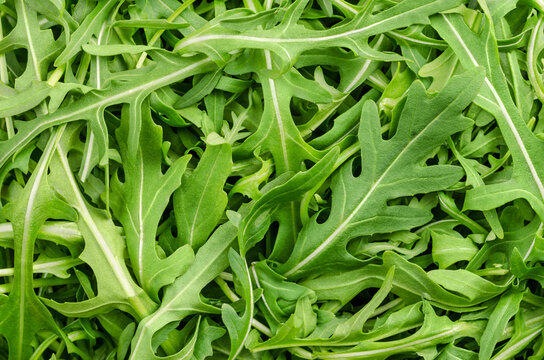 Raw and fresh arugula, green leaves, from above. Top view on rocket salad, Eruca vesicaria, a plant, used as leaf vegetable, salad vegetable and decorative garnish. Surface and background, food photo.