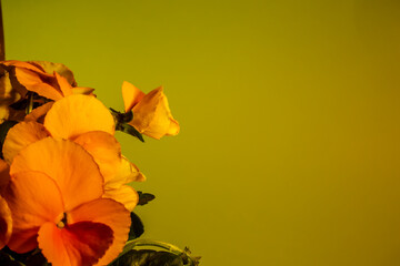 Kwiaty w swojej krasie.  Bratki żółte i pomarańczowe