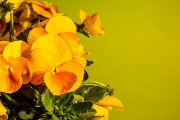 Kwiaty w swojej krasie.  Bratki ż&oacute;łte i pomarańczowe