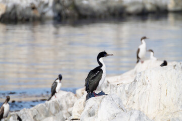 Magellanic cormorant colony on Beagle channel, Argentina