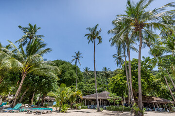 Fototapeta na wymiar beach with palm trees and sky near the thailand village 
