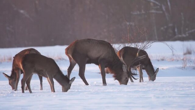 Chmara jeleni szlachetnych na zaśnieżonym polu o zachodzie słońca. Byk w towarzystwie łań i cieląt szukają pokarmu kopiąc w śniegu.