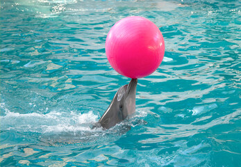 Dolphin. Bottlenose dolphin in water with a ball