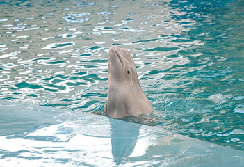 Speech of and dolphinapterus leucas beluga with a raised head out of the water