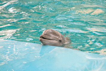 Dolphin. Bottlenose dolphin in water