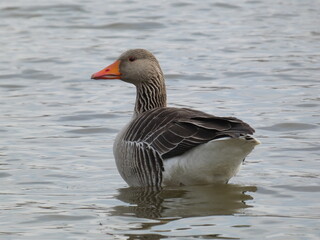 Greylag goose (Anser anser) swimming in the pond, Gdansk, Poland