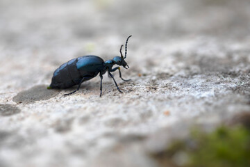 Meloe violaceus femelle rampant au sol