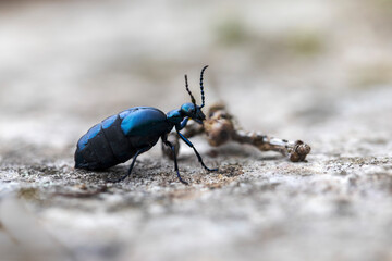Naklejka premium Meloe violaceus femelle rampant au sol