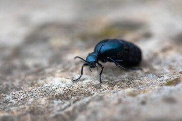 Meloe violaceus femelle rampant au sol
