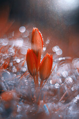 Wiosenne kwiaty czerwone tulipany, abstrakcja