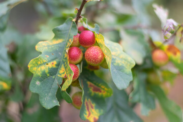 Bright multi-colored foliage of a forest oak on a beautiful warm autumn day. Horizontal photo. Selective focus. 
