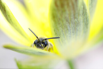 Andrène Andrena sp. cherchant refuge au printemps dans une fleur de ficaire