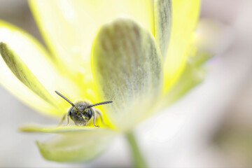 Andrène Andrena sp. cherchant refuge au printemps dans une fleur de ficaire