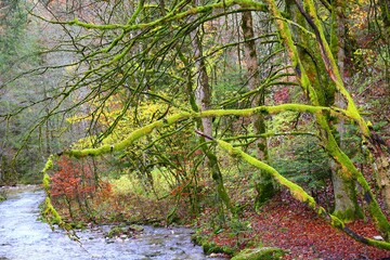 moss on the stone