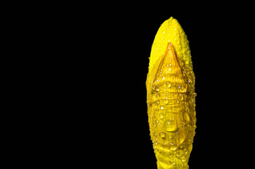 Drops of water on daffodil, flower is not blooming yet. Negative space and black background.