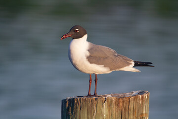 Laughing Gull on pier.