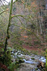 stream in the forest