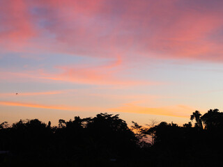 Fototapeta na wymiar Sunset in rice field in Yogyakarta, Indonesia
