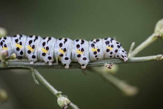 chenille de soie sur une branche d'herbe en macrophotographie des alpes du sud