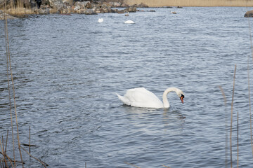 White swans by the sea in spring.