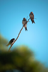 Bandada de aves reposando sobre un árbol