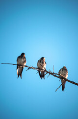 Bandada de aves reposando sobre un árbol