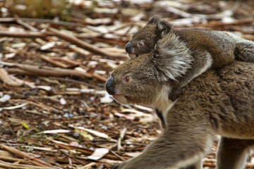 Naklejka premium Koala baby rides on striding mother on Kangaroo Island in Australia