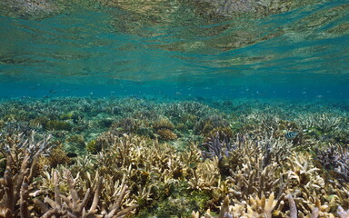 Shallow coral reef below water surface, underwater seascape, south Pacific ocean, Oceania