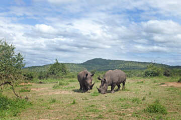 Fototapeta na wymiar White rhinoceros on the grazing. Rhinos in the Hluhluwe Imfolozi Game Reserve. Wild nature in the Africa. 