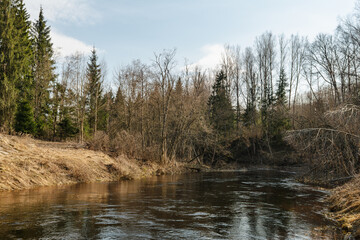 Obraz premium The river flows in early spring in a forest with a large number of trees and shrubs. Areas of the shore with dry grass are illuminated by sunlight. Wildlife landscape on a sunny spring day