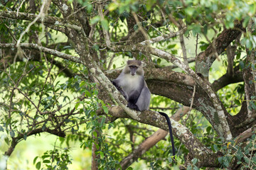 Monkey in the Hluhluwe Imfolozi Game Reserve. African safari. Samango monkey (Cercopithecus mitis erythrosuchus) in a tree.
