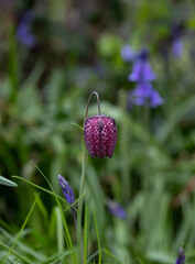 Purple chequered Snake's Head Fritillary flowers grow wild in the grass in Richmond, London, UK. Photographed in mid April.