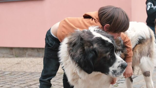 A cute long-haired boy interacts with a companion dog, strengthen a moral development. Pets provide children with positive experiences and a sense of feeling good. Child's best friend.