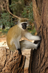 Black-faced vervet monkey sitting on tree stump, Samburu Game Reserve, Kenya