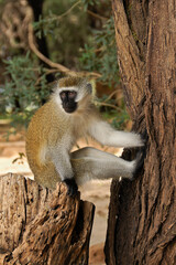 Black-faced vervet monkey sitting on tree stump, Samburu Game Reserve, Kenya