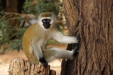 Black-faced vervet monkey sitting on tree stump, Samburu Game Reserve, Kenya