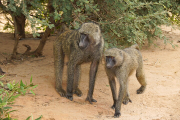 Olive (Anubis, savanna) baboons, Samburu Game Reserve, Kenya