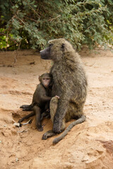 Female olive (Anubis, savanna) baboon with her offspring, Samburu Game Reserve, Kenya