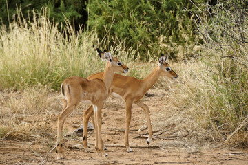 Two young impalas in long grass, Samburu Game Reserve, Kenya