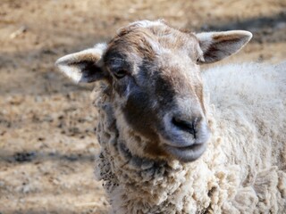 portrait of a sheep