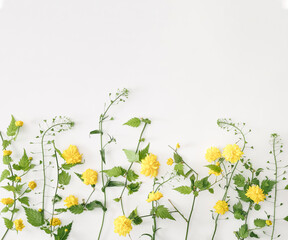 Yellow flowers with green leaves and twigs on a white background.