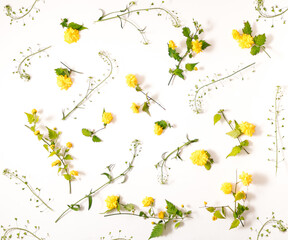 Yellow flowers with green leaves and twigs on a white background. Flat lay.