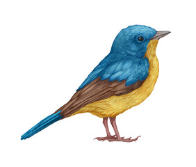 Hand-drawn illustration of Blue Flycatcher. Small Bird.