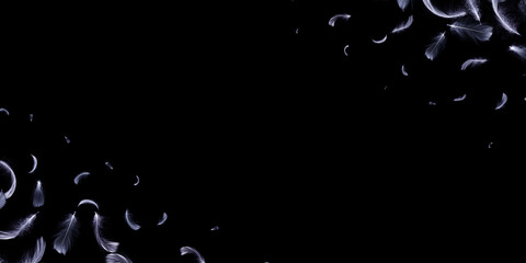 Feather white. Abstract bird feather texture closeup falling on black background for pattern wallpaper. Concept of sensitivity responsiveness to nature.