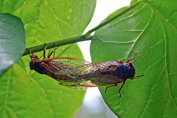 Mating Cicadas